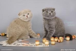 Скоттиш страйт котик приглашает на вяку