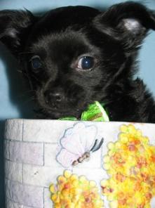    Chihuahua 