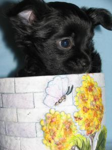    Chihuahua 