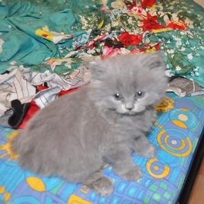 Продаються котята