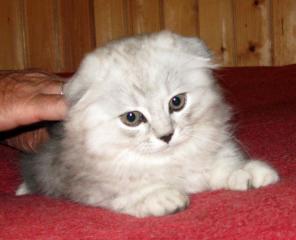 Предлагаем котенка