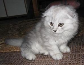 Предлагаем котенка