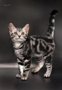 Американская короткошерстная. Продажа котят