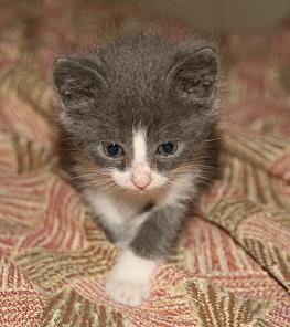 Отдам котят в добрые руки