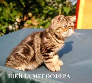 Мраморная экзотическая кошечка