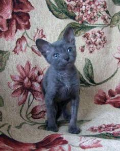 Котята. Уральский рекс.