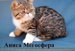 Би-колорные экзотические котята