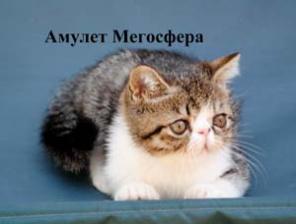 Би-колорные экзотические котята
