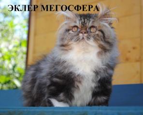 Роскошный перс
