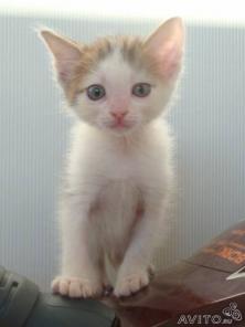 Котенок Дэцл в добрые руки