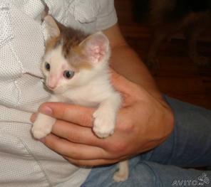 Котенок Дэцл в добрые руки