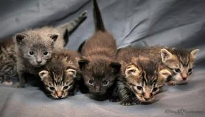 Котятки малышатки в дар начинают искать дом
