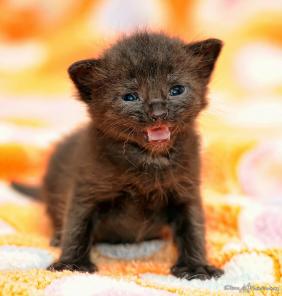 Котятки малышатки в дар начинают искать дом