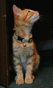 Котенок Рыжик в дар
