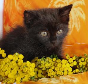 Очаровательные ручные черненькие котятки в дар