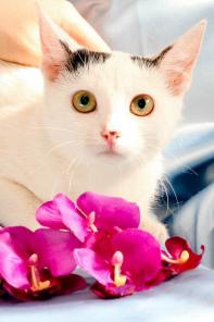 Миниатюрная кошечка Котя