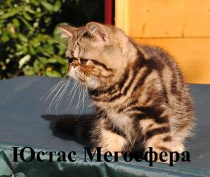 Мраморные экзотические котята