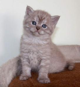 Продаю плюшевых котят!