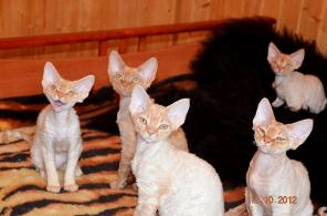 Продам котят породы девон рекс