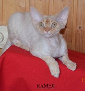 Продам котят породы девон рекс