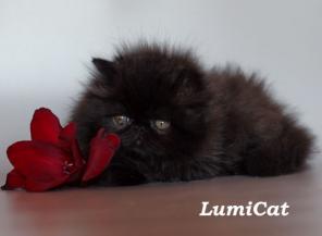 Продажа породистых котят.