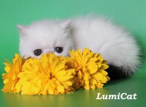 Продажа породистых котят.