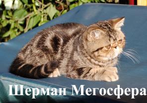 Экзотические короткошерстные котята