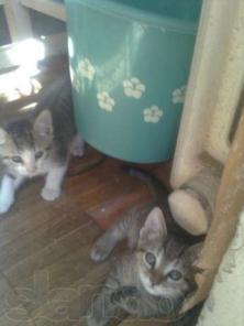 Две девочки Мария Франческа и Магда от пород. папы