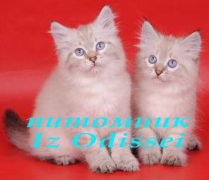 НЕВСКИЕ МАСКАРАДНЫЕ котята РАЗНЫХ окрасов!!!