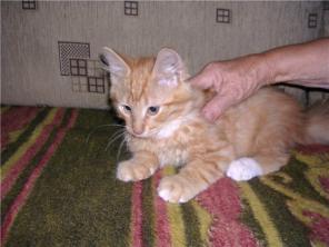 Рыжий котёнок в добрые руки