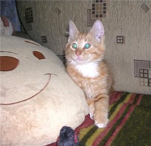 Рыжий котёнок в добрые руки