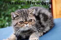 Экзотический котик