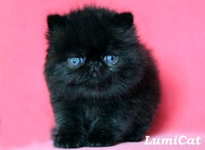 Купить котенка из питомника Lumicat.