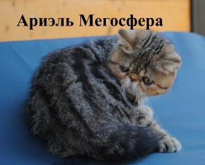 Экзотические короткошерстные котята