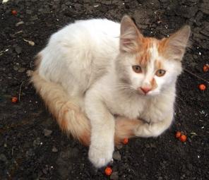 Котенок очень-очень ищет семью!