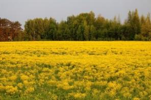 Участок 33 сотки, д. Роженск