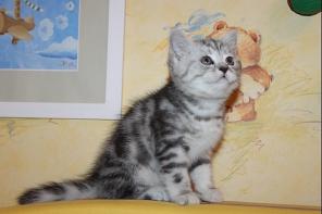 Шотландские и британские мраморные котята!