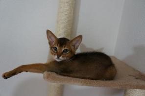 Абиссинский котик!