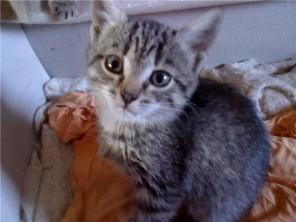 ЛАСКОВЫЕ ИГРИВЫЕ КОТЯТКИ В ДАР ХОРОШИМ ЛЮДЯМ!