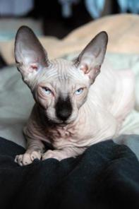 Котёнок канадского сфинкса