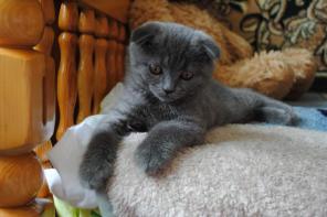 Клубный шотландский Вислоухий котёнок