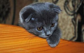 Клубный шотландский Вислоухий котёнок