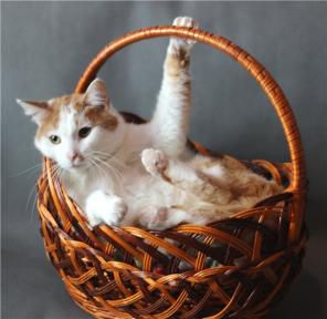 Умный , интеллигентный кот Сева , в добрые руки , в дар.