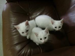 Котята из Дома ребенка