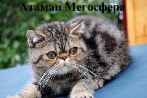 Экзотический котик