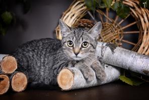 Котенок-подросток Эрик