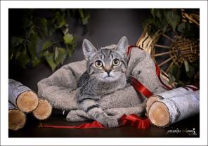 Котенок-подросток Эрик