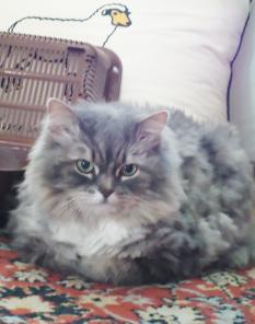 Кошечка ищет новый дом!