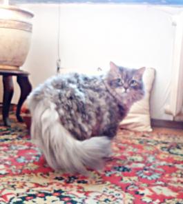 Кошечка ищет новый дом!