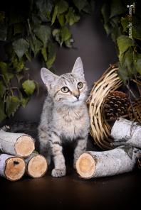Очаровательный котенок Ками